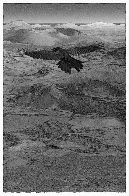 corvustimanfaya02